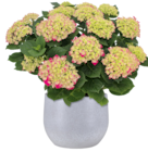 Hortensie Angebote bei toom Baumarkt Haltern am See für 15,99 €