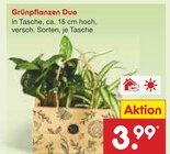 Grünpflanzen Duo Angebote bei Netto Marken-Discount Dinslaken für 3,99 €