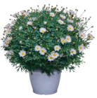 Margerite "Crazy Daisy" bei Raiffeisen Rhein-Ahr-Eifel Handelsgesellschaft mbH im Prospekt "" für 17,99 €