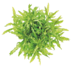 Sur toutes les plantes classiques en promo chez Maxi Zoo Sur toutes les plantes classiques dans le catalogue Maxi Zoo