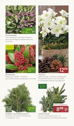 Pflanzen Kölle Sträucher im Prospekt Pflanzen Kölle Sträucher im Prospekt