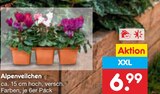Alpenveilchen im Angebot bei Netto Marken-Discount in Neumünster Alpenveilchen Angebote bei Netto Marken-Discount Neumünster für 6,99 €
