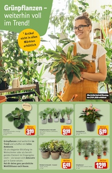 Palme im REWE Prospekt "Dein Markt" mit 36 Seiten (Bielefeld)