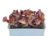 Aktuelles Pflücksalat Lollo Rosso Angebot bei OBI in Nürnberg ab 2,49 €
