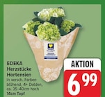 EDEKA Berlin - Herzstücke Hortensien Angebot im Prospekt Herzstücke Hortensien bei EDEKA im Berlin Prospekt für 6,99 €
