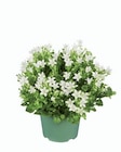 Lidl Longuenesse - Promo Campanule Promo Campanule à 2,39 € dans le catalogue Lidl à Longuenesse