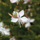 Promo Gaura blanc Rose - Le pot de 9 x 9 cm à 3,79 € dans le catalogue Botanic à Strasbourg
