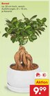 Bonsai Angebote bei Netto Marken-Discount Wuppertal für 9,99 €