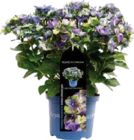 Aktuelle Hortensie Angebote bei Globus-Baumarkt in Duisburg Aktuelles Royalty Collection Angebot bei Globus-Baumarkt in Duisburg ab 19,99 €