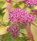 Aktuelle Blumen Angebote bei Hornbach in Bremen Aktuelles Sommerspiere Angebot bei Hornbach in Bremen ab 14,95 €