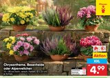 Aktuelles Chrysantheme Angebot bei Netto Marken-Discount in Jena ab 4,99 €