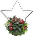 Weihnachtsarrangement mit Stern Angebot im Blumen Ostmann Prospekt Weihnachtsarrangement mit Stern im Blumen Ostmann Prospekt zum Preis von 19,99 €