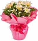Chrysantheme Angebote bei Netto Marken-Discount Reutlingen für 5,99 €