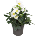 Christrose im Angebot bei Intratuin Hildesheim in Peine Christrose Angebote bei Intratuin Hildesheim Peine für 3,99 €
