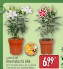 Orientalische Lilie Rosa von Gardenline für 6,99 € bei ALDI Nord im Angebot Orientalische Lilie Rosa von Gardenline im aktuellen ALDI Nord Prospekt