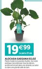 Promo Alocasia gaegana à 19,99 € dans le catalogue Jardineries du terroir à Saint-Julien-en-Genevois