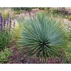 Yucca Rostrata à 89,99 € dans le catalogue Carrefour