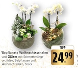 Bepflanzte Weihnachtsschalen und Gläser im Angebot bei E center in Offenburg Bepflanzte Weihnachtsschalen und Gläser Angebote bei E center Offenburg für 24,99 €