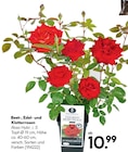 Beet-, Edel- und Kletterrosen von Rose Classics im aktuellen Hellweg Prospekt