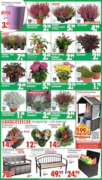 Wreesmann Orchidee im Prospekt Wreesmann Orchidee im Prospekt