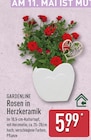Rosen in Herzkeramik von GARDENLINE für 5,99 € bei ALDI Nord im Angebot Rosen in Herzkeramik von GARDENLINE im aktuellen ALDI Nord Prospekt