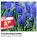 Traubenhyacinthe Angebote bei bauSpezi Bamberg für 0,99 €
