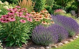 Netto Marken-Discount - Lavendel Angebot im Prospekt Lavendel bei Netto Marken-Discount im Prospekt "" für 3,99 €