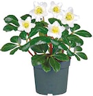 Christrose "Christmas Carol" bei Netto mit dem Scottie im Jamlitz Prospekt für 2,99 €