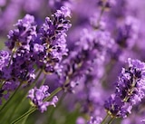 Promo Lavande condimentaire à  dans le catalogue Point Vert à Cadours