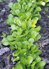 Herbst- oder Wintersalat von Kölle's Beste! für 0,30 € bei Pflanzen Kölle im Angebot Herbst- oder Wintersalat von Kölle's Beste! im aktuellen Pflanzen Kölle Prospekt
