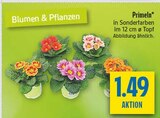 Primeln Angebote bei diska Coburg für 1,49 €