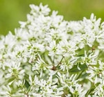 Schneewolke bei Pflanzen Kölle im Prospekt "" für 3,99 €