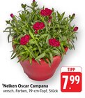 Nelken Oscar Campana bei E center im Gerlingen Prospekt für 7,99 €
