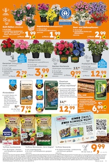 Blumen im aktuellen Globus-Baumarkt Prospekt (Bottrop) Blumen im Globus-Baumarkt Prospekt "Immer eine Idee besser" mit 20 Seiten (Bottrop)