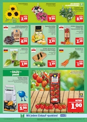 Blumen im Marktkauf Prospekt in Erlangen Aktueller Marktkauf Prospekt mit Blumen, "AUSWAHL RIESIG, PREISE NIEDRIG", Seite 11