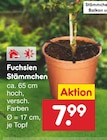 Fuchsien Stämmchen für 7,99 € bei Netto Marken-Discount im Angebot Fuchsien Stämmchen im aktuellen Netto Marken-Discount Prospekt