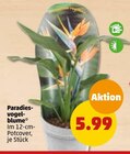 Penny-Markt - Paradiesvogelblume Angebot im Prospekt Paradiesvogelblume bei Penny-Markt im Prospekt "" für 5,99 €