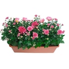 Jardinière de chrysanthèmes en promo chez Carrefour Jardinière de chrysanthèmes dans le catalogue Carrefour