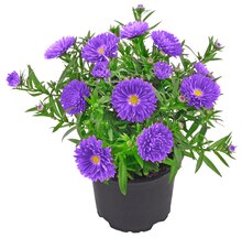 Bartnelke oder Aster* bei REWE in Lünen Bartnelke oder Aster* im Angebot bei REWE Lünen für 1,59 €