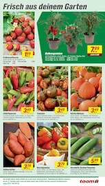 Aktueller toom Baumarkt Prospekt mit Kartoffeln, "Respekt, wer's selber macht.", Seite 5