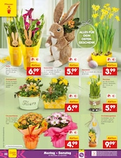 Ähnliche Weihnachtsstern Angebote im Prospekt "Aktuelle Angebote" von Netto Marken-Discount in Dreieich Ähnliche Angebote wie Weihnachtsstern im Prospekt "Aktuelle Angebote" auf Seite 26 von Netto Marken-Discount in Dreieich