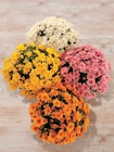 Chrysanthème - U - Super U à Carcassonne Chrysanthème - U en promo chez Super U Carcassonne à 4,66 €