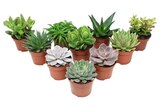 Plante succulente - Carrefour à Ajaccio Plante succulente en promo chez Carrefour Ajaccio à 1,99 €