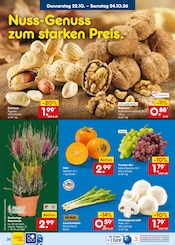 Pflanzen im Netto Marken-Discount Prospekt in Homburg Aktueller Netto Marken-Discount Prospekt mit Pflanzen, "Aktuelle Angebote", Seite 48