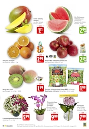 Blumen im EDEKA Prospekt in Koblenz Aktueller EDEKA Prospekt mit Blumen, "Aktuelle Angebote", Seite 5