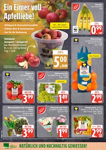 Blumen im EDEKA Prospekt "Top Angebote" mit 27 Seiten (Rostock)