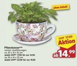 Pflanztasse für 14,99 € bei famila Nordwest im Angebot Pflanztasse im aktuellen famila Nordwest Prospekt