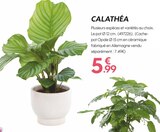 Truffaut Saint-Fargeau-Ponthierry - Promo CALATHÉA Promo CALATHÉA à 5,99 € dans le catalogue Truffaut à Saint-Fargeau-Ponthierry
