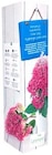 Rispen-Hortensie im Angebot bei Thomas Philipps in Neunkirchen Rispen-Hortensie Angebote bei Thomas Philipps Neunkirchen für 3,33 €