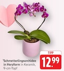 Schmetterlingsorchidee in Herzform bei EDEKA im Trier Prospekt für 12,99 €